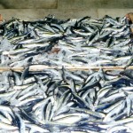 Post # 23. ¿Por qué es saludable comer pescado?