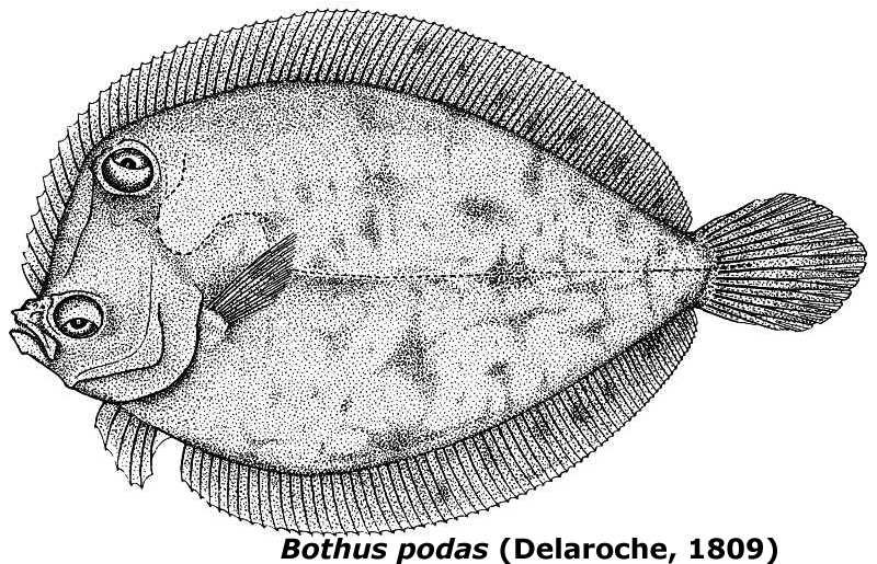 #29. Bothus podas (Delaroche, 1809), un pez bautizado a principios del siglo XIX en Ibiza con nombre acuñado en Menorca a mediados del siglo XVIII