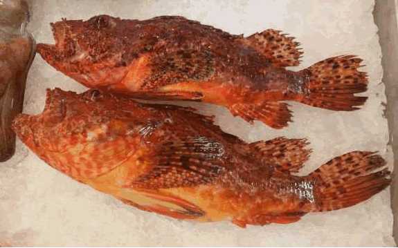 #33. Peces venenosos en el Mar Balear: cap-roig,  escorpores, aranyes y rates. Familias scorpaenidae, trachinidae y uranoscopidae