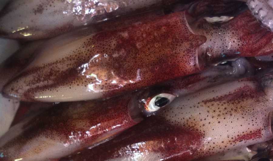 #50. Cefalópodos de las Islas Baleares: Calamares, sepias y pulpos. Clase cephalopoda