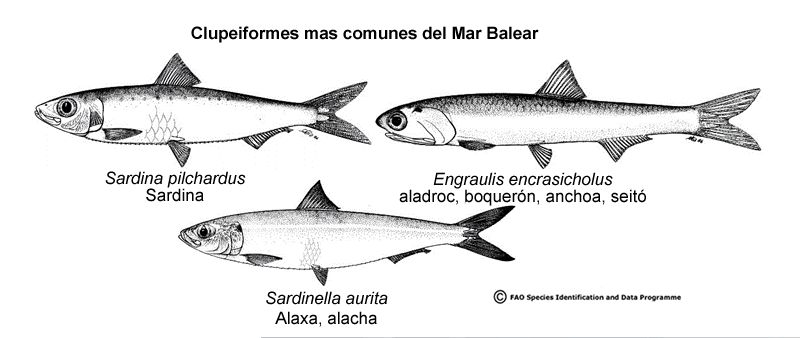sardina y aladroc, boqquron o anchoa peix bla Mallorca